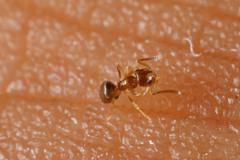 Plagiolepis lucidula