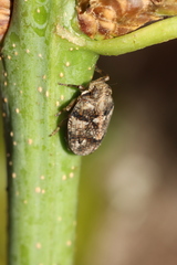 Issus muscaeformis