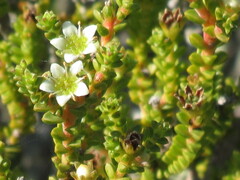 Diosma guthriei