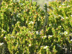 Diosma guthriei