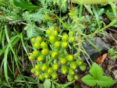 Petrosedum orientale