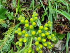 Petrosedum orientale