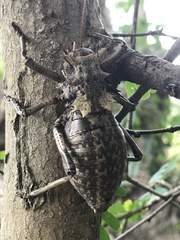 Enyaliopsis iaculator