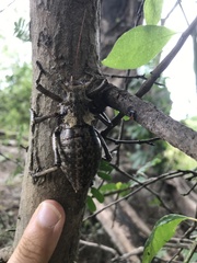 Enyaliopsis iaculator