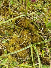 Flexitrichum gracile