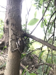 Enyaliopsis iaculator