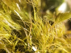 Flexitrichum gracile