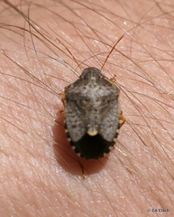 Holcostethus abbreviatus