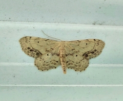 Idaea dimidiata