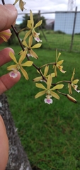Encyclia ceratistes