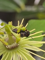 Protandrena passiflorae