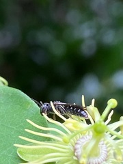 Protandrena passiflorae