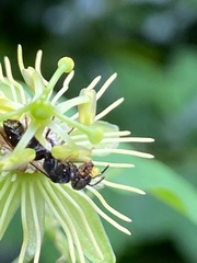 Protandrena passiflorae