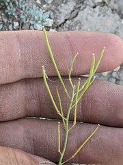 Sisymbrium linifolium