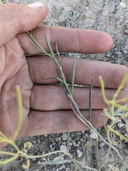 Sisymbrium linifolium