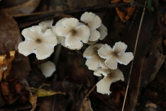 Termitomyces microcarpus