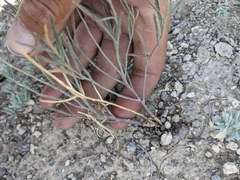 Sisymbrium linifolium