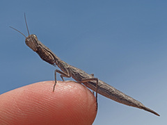 Galepsus