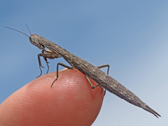 Galepsus