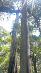 Eucalyptus deglupta