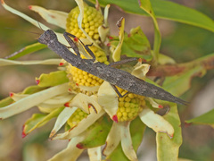 Galepsus