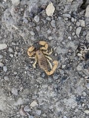 Anuroctonus phaiodactylus