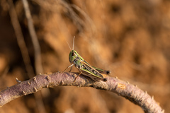Stenobothrus fischeri
