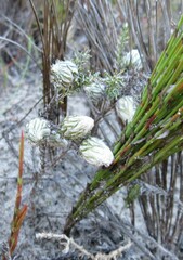 Ifloga repens