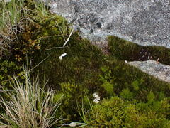 Campylopus atrovirens