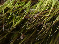 Campylopus atrovirens