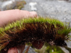 Campylopus atrovirens