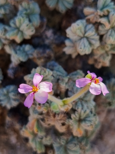 Pelargonium cortusifolium