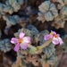 Pelargonium cortusifolium - Photo (c) Marc Fradera-Soler, algunos derechos reservados (CC BY), subido por Marc Fradera-Soler