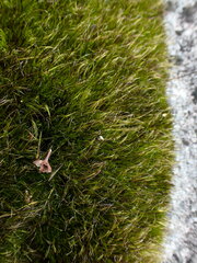 Campylopus atrovirens