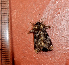 Callopistria rivularis