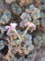 Pelargonium cortusifolium image