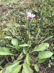 Erigeron uniflorus