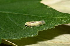 Edwardsiana gratiosa