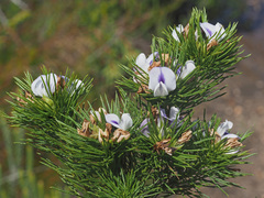 Psoralea kougaensis