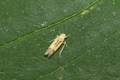 Edwardsiana gratiosa