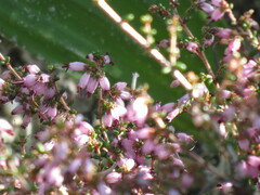 Erica vernicosa