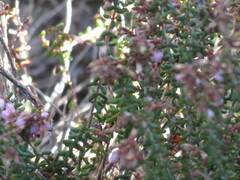 Erica vernicosa