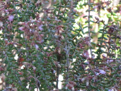 Erica vernicosa