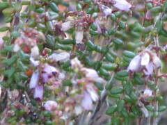Erica vernicosa