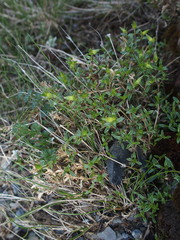 Cerastium morrisonense
