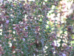 Erica vernicosa