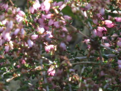 Erica vernicosa