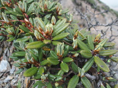 Rhododendron pseudochrysanthum