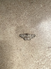 Stenalcidia plenaria