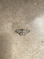 Stenalcidia plenaria